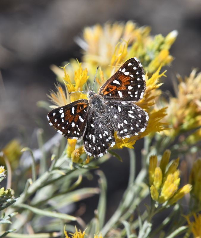 Mormon Metalmark: Apodemia mormo