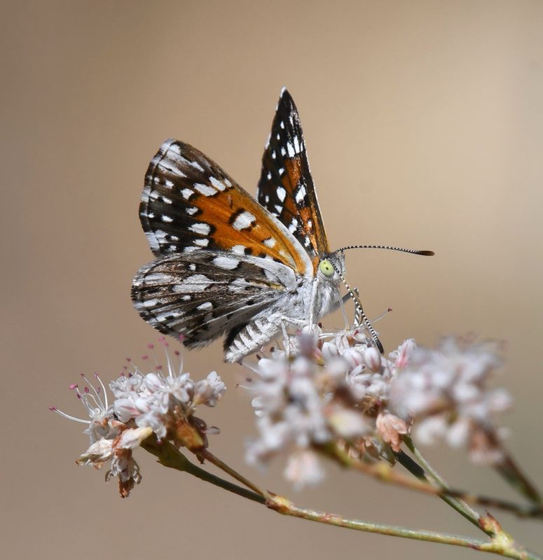 Mormon Metalmark: Apodemia mormo
