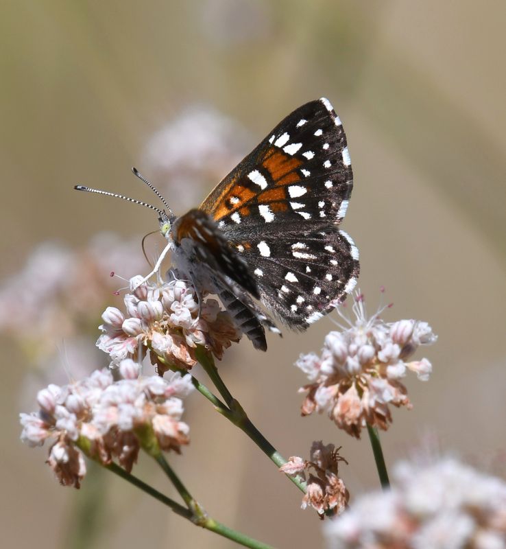 Mormon Metalmark: Apodemia mormo