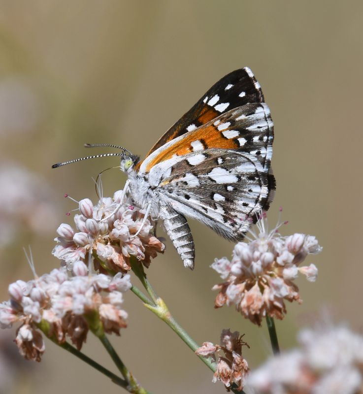 Metalmark, Mormon