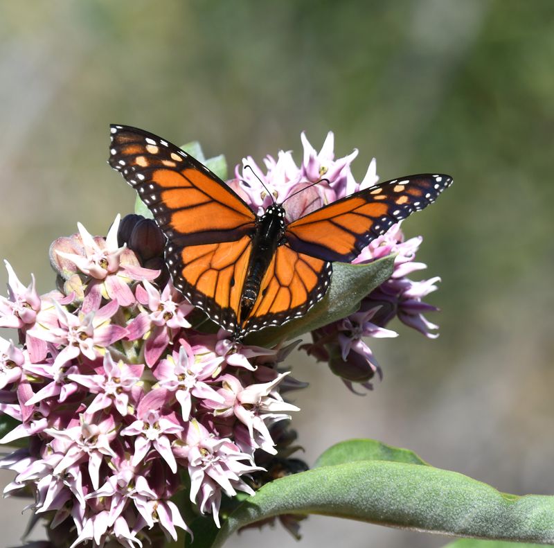 Monarch: Danaus plexippus