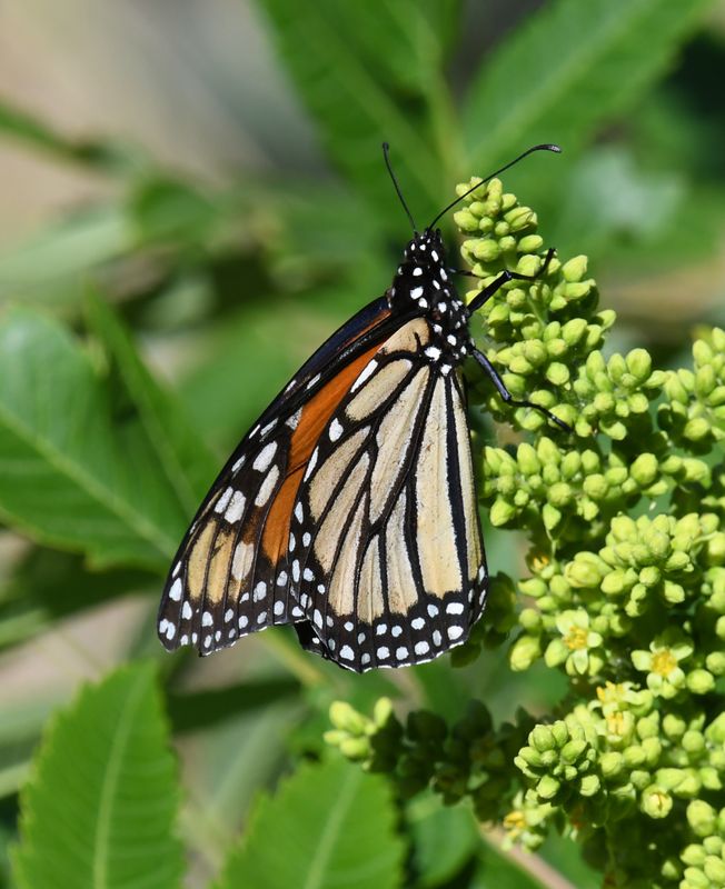 Monarch: Danaus plexippus