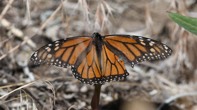 Monarch: Danaus plexippus