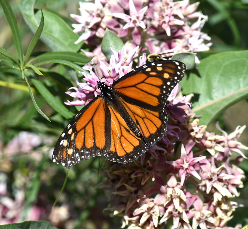 Monarch: Danaus plexippus