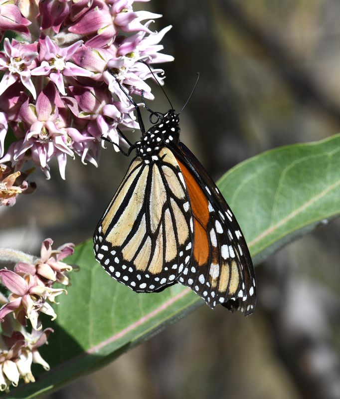 Monarch: Danaus plexippus