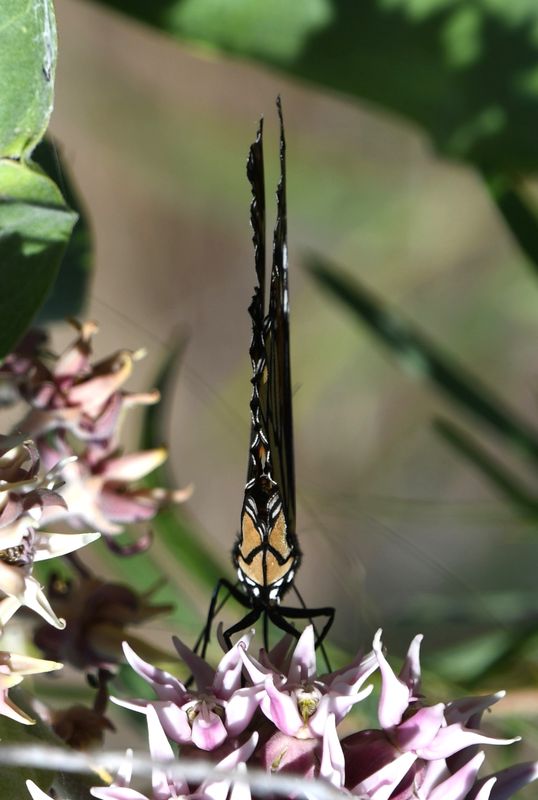 Monarch: Danaus plexippus