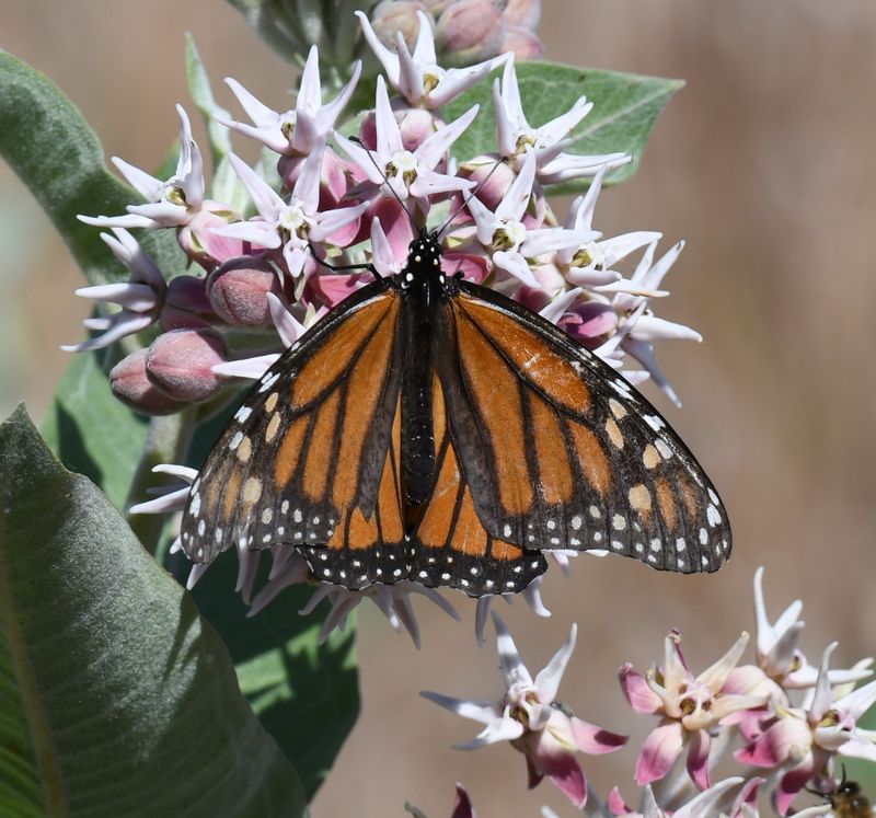 Monarch: Danaus plexippus