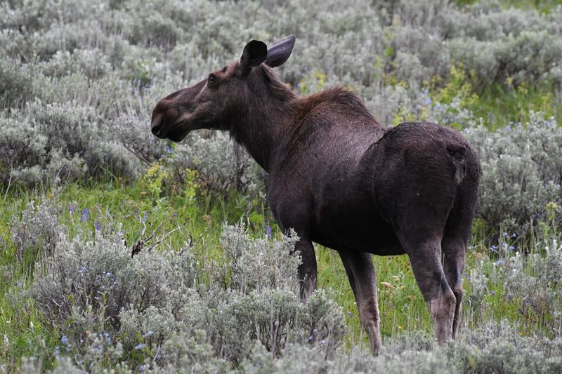 Moose