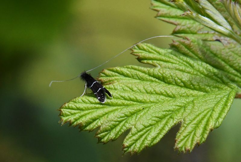 Fairy Moth
