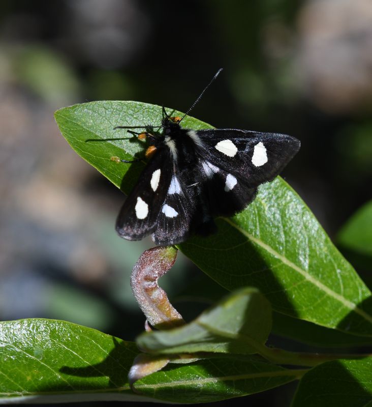 Langston's Forester Moth