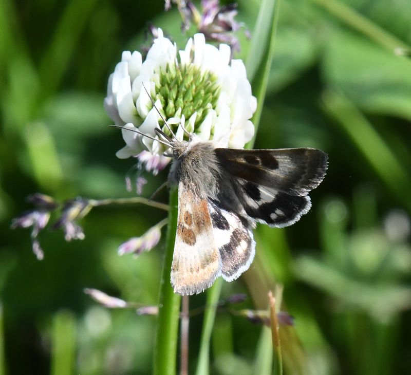 Oregon Gem Moth