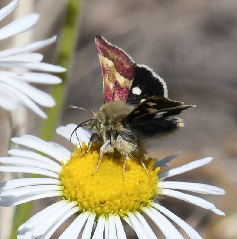 Small Heliothodes Moth