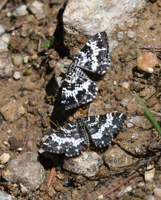 Moth