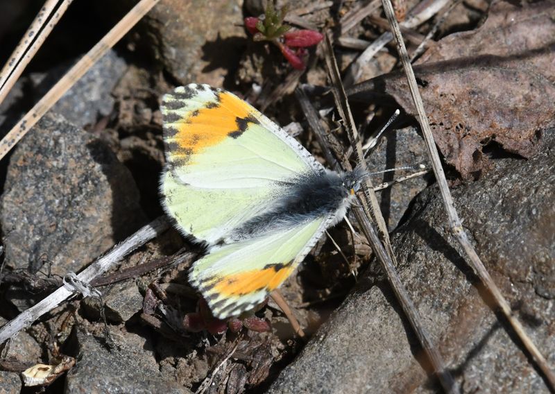 Julia's Orangetip: Anthocharis julia
