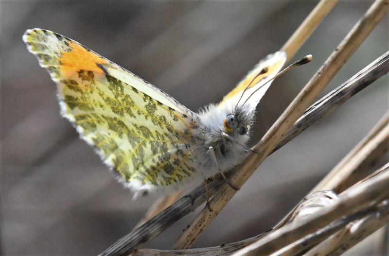 Julias Orangetip: Anthocharis julia