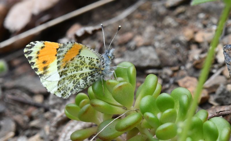 Julia's Orangetip: Anthocharis julia