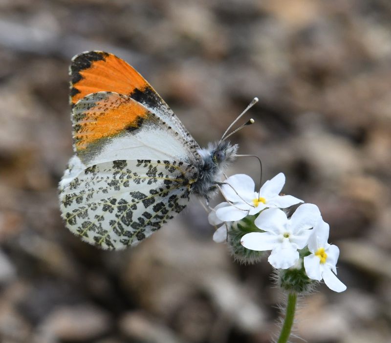 Julia's Orangetip: Anthocharis julia