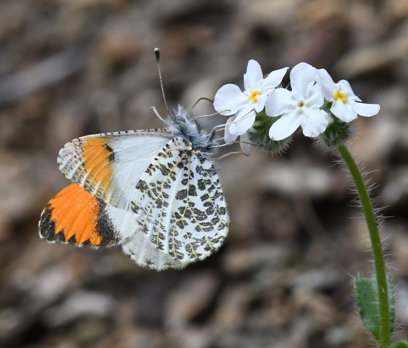 Julia's Orangetip: Anthocharis julia