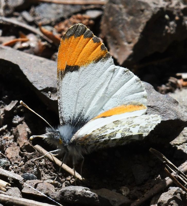 Julia's Orangetip: Anthocharis julia