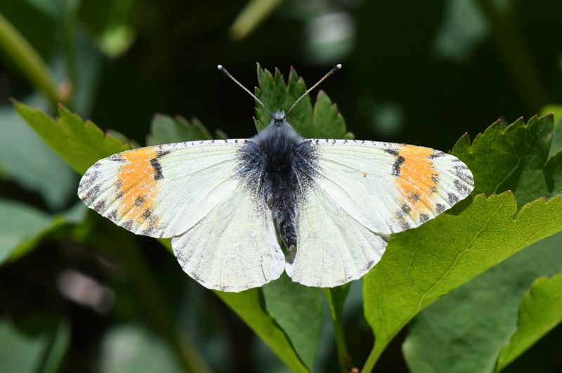Julia's Orangetip: Anthocharis julia