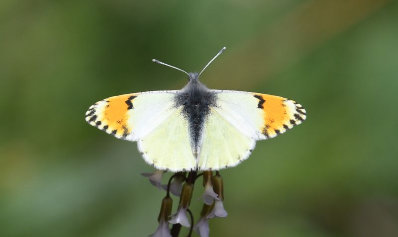 Julia's Orangetip: Anthocharis julia