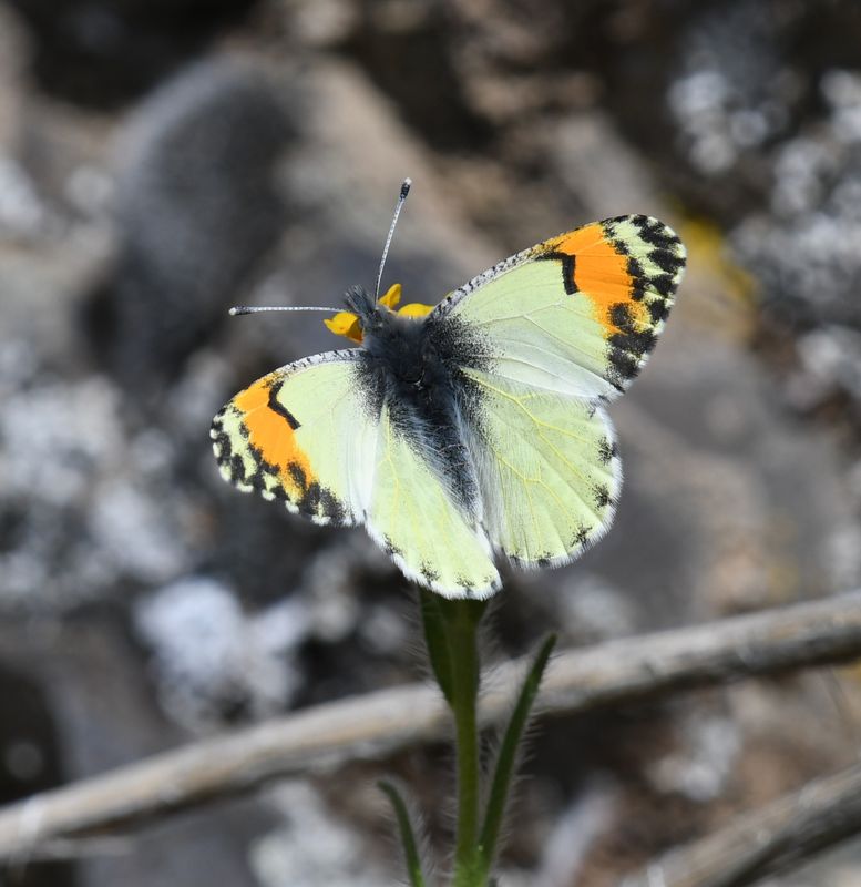 Julia's Orangetip: Anthocharis julia