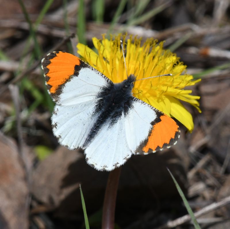 Julia's Orangetip: Anthocharis julia