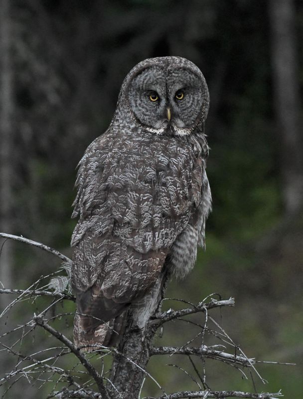 Great Gray Owl