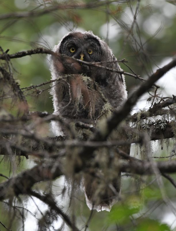 Great Gray Owl