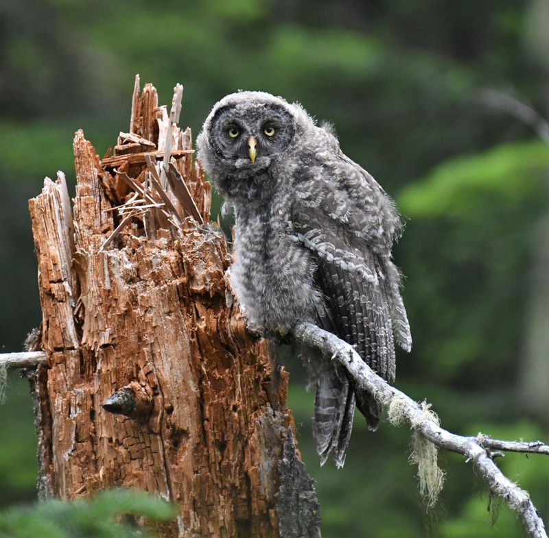 Great Gray Owl