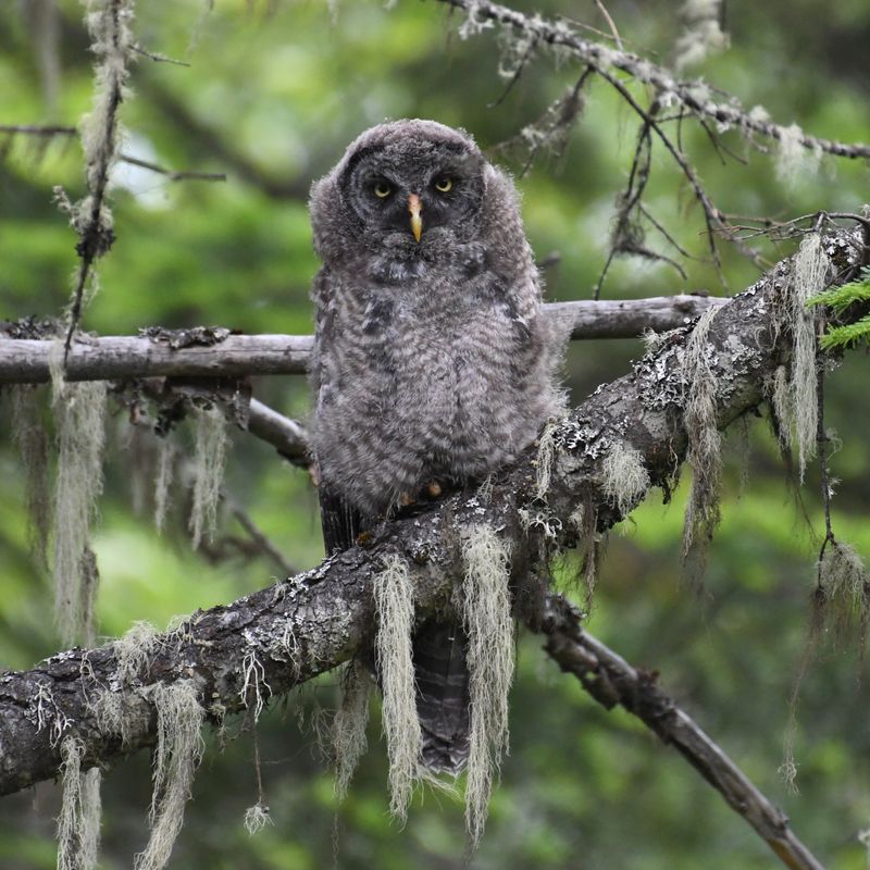 Great Gray Owl