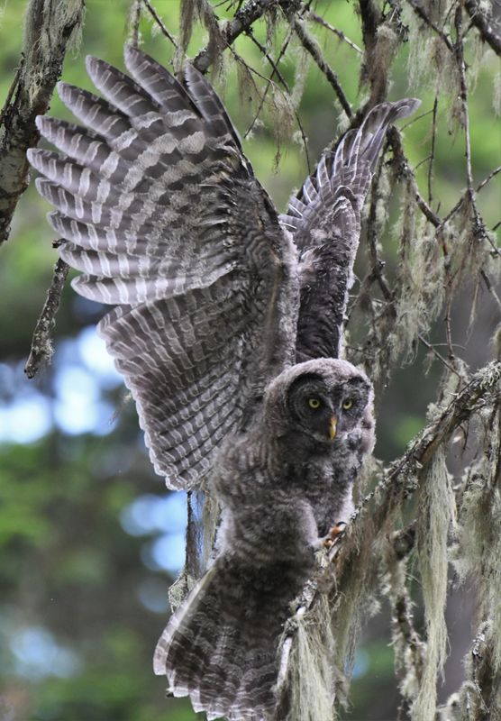 Great Gray Owl