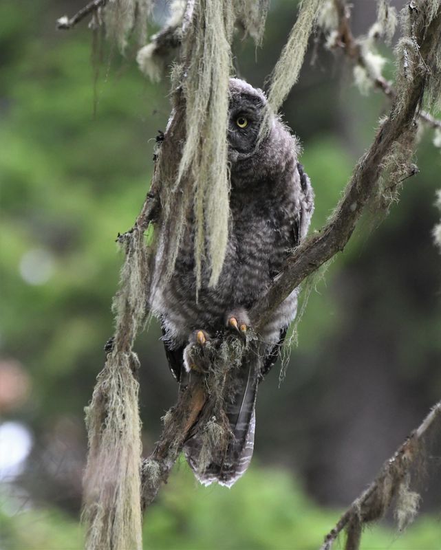 Great Gray Owl