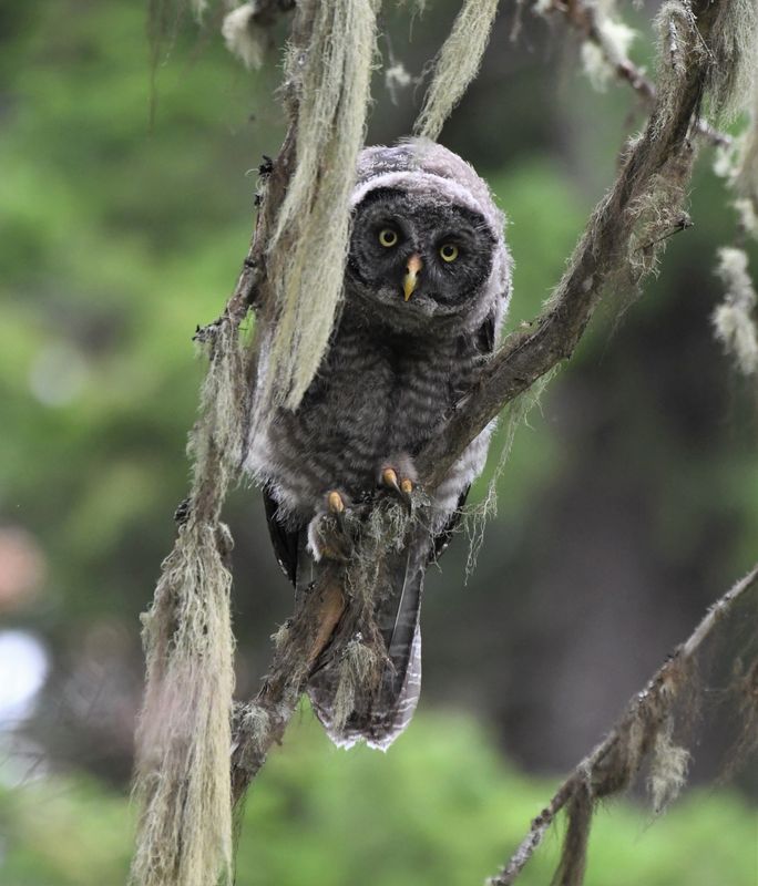 Great Gray Owl