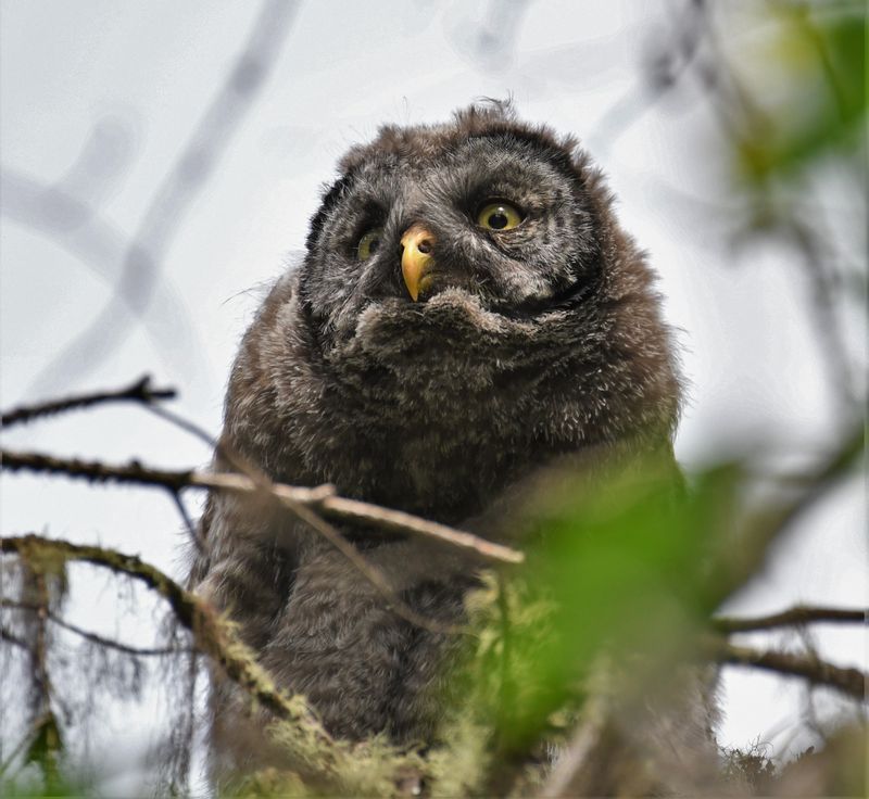 Great Gray Owl