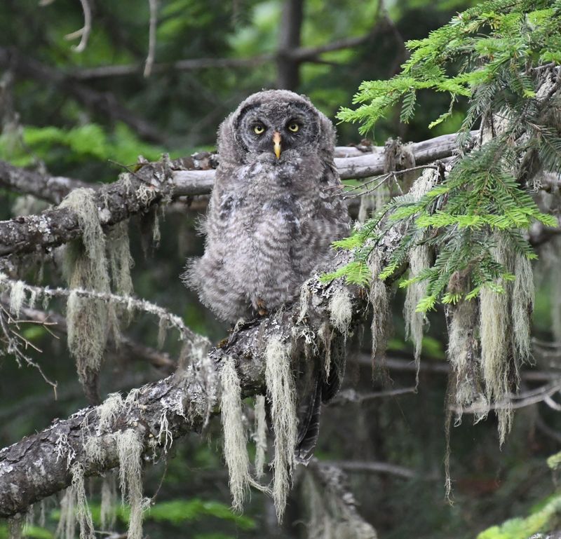 Great Gray Owl