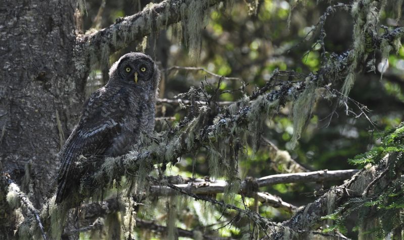 Great Gray Owl