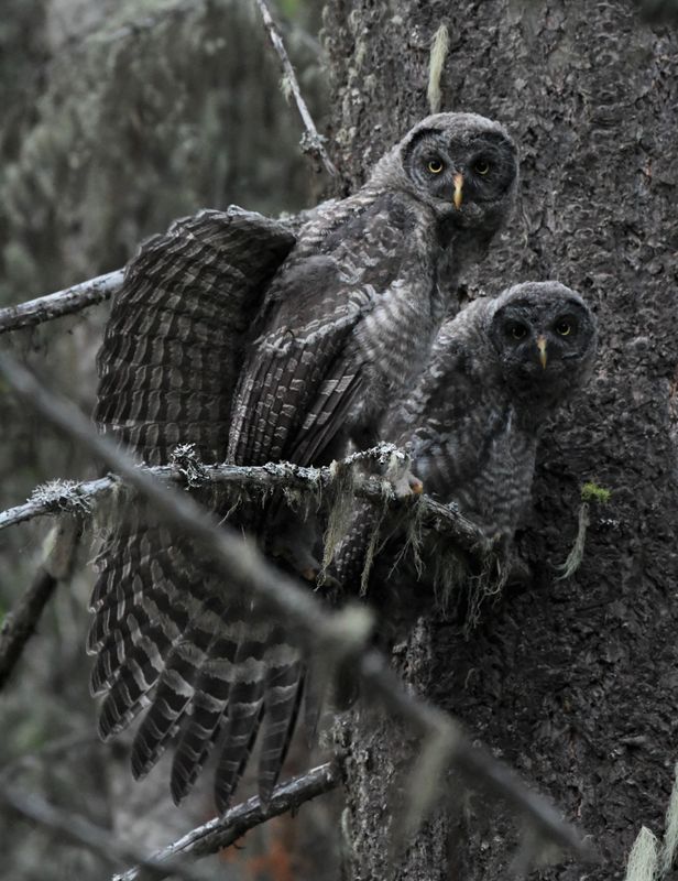 Great Gray Owl