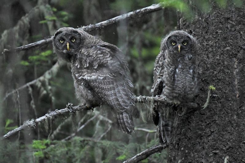 Great Gray Owl