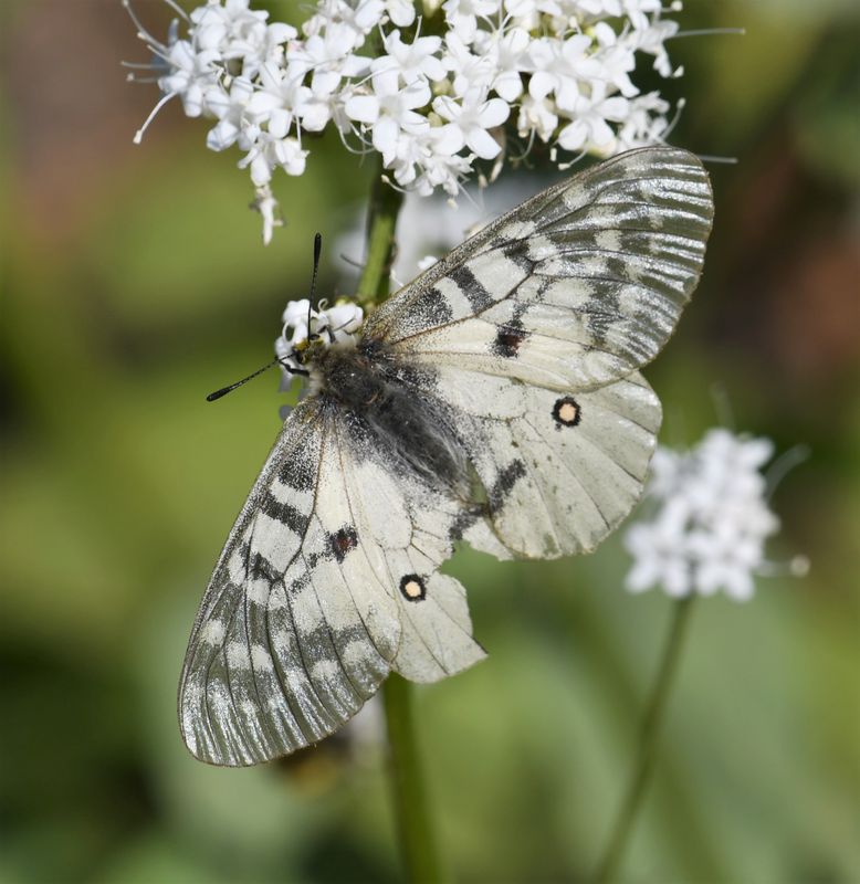 Clodius Parnassian: Parnassius clodius
