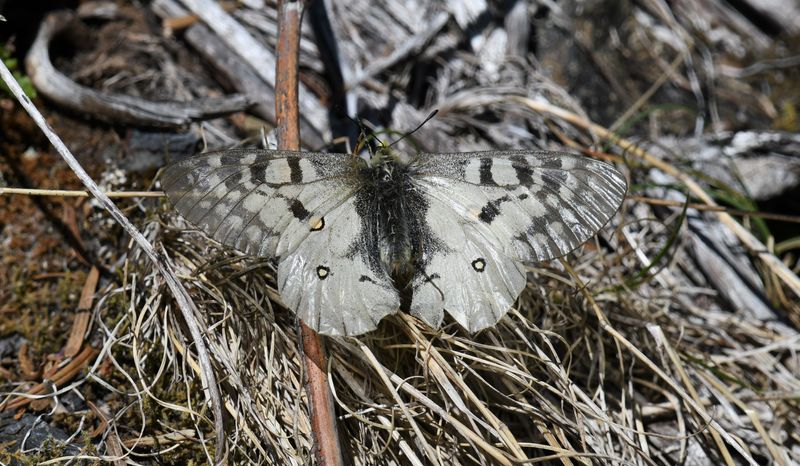 Clodius Parnassian: Parnassius clodius