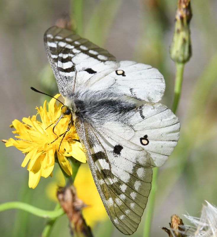 Clodius Parnassian: Parnassius clodius