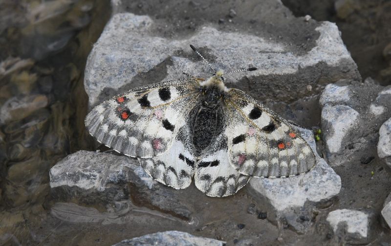 Mountain Parnassian: Parnassius smintheus