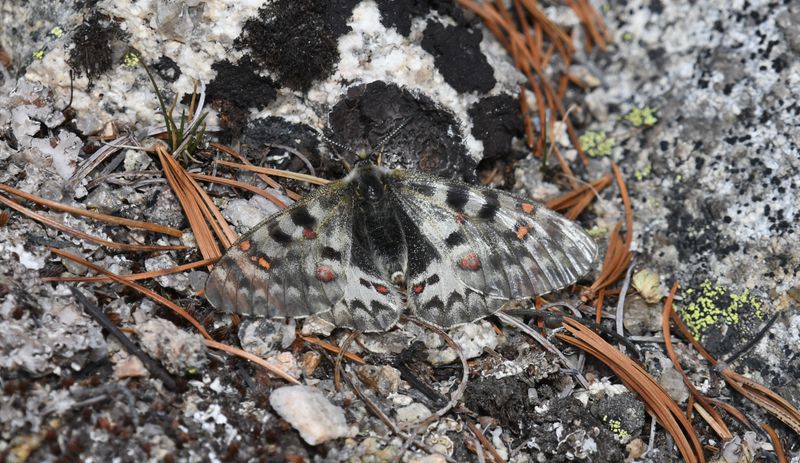 Mountain Parnassian: Parnassius smintheus