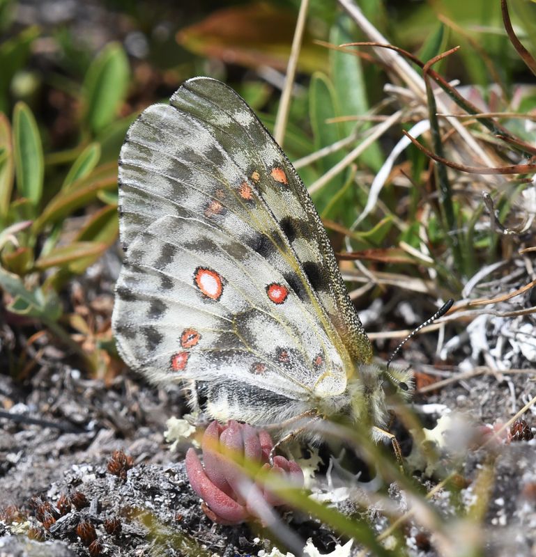 Mountain Parnassian: Parnassius smintheus