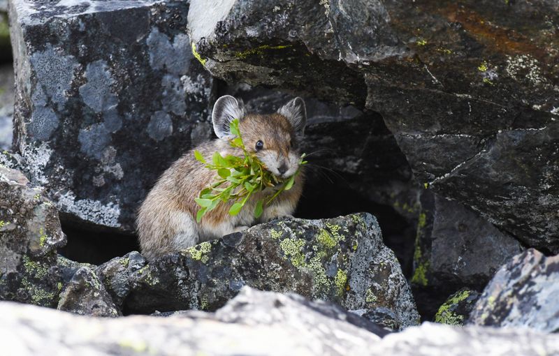 Pika