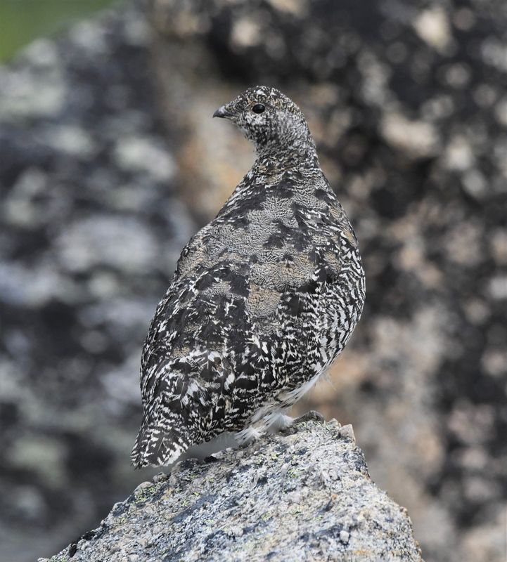 White-tailed Ptarmigan