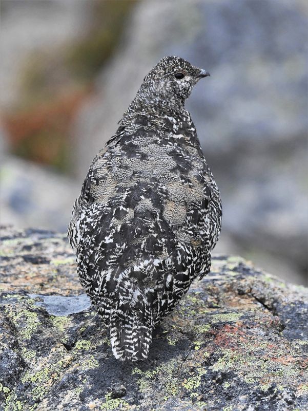 White-tailed Ptarmigan