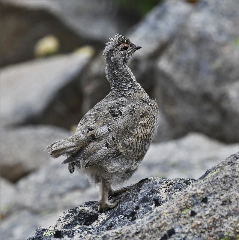 White-tailed Ptarmigan