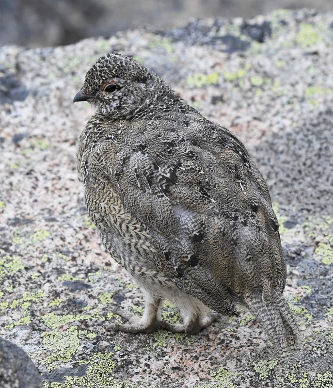 Ptarmigan, White-tailed
